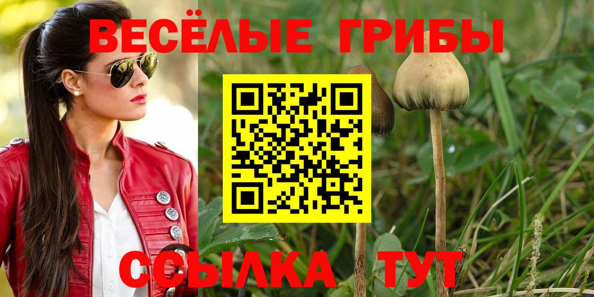 Псилоцибиновые грибы Psilocybine cubensis  что такое наркотик  Вход с VPN  Отрадное  Галлюциногенные грибы Cubensis 